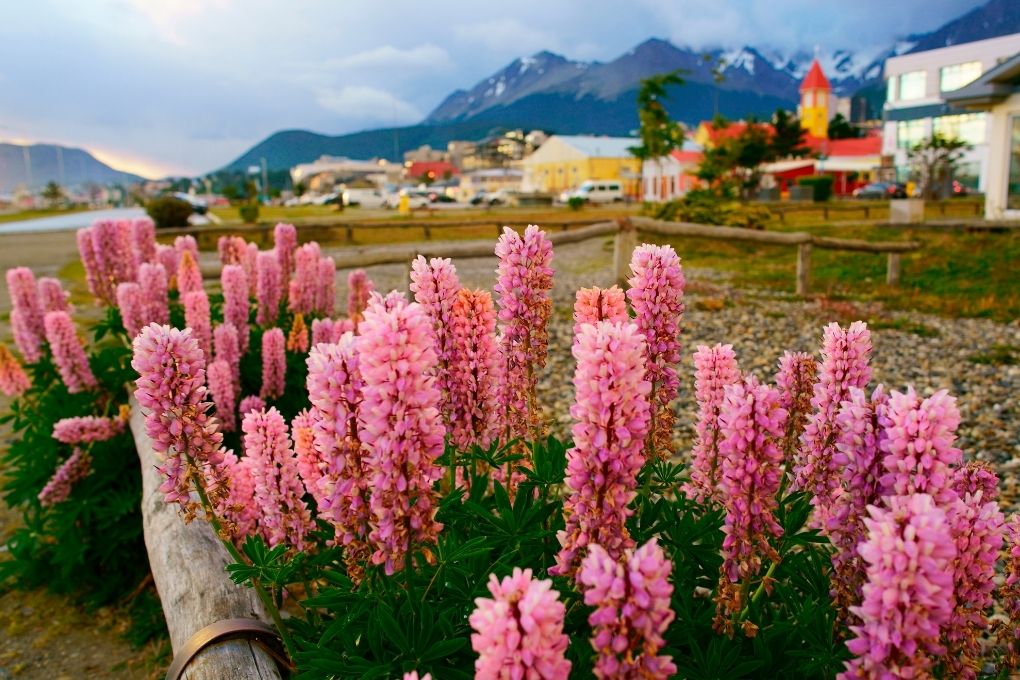 Flores de Ushuaia