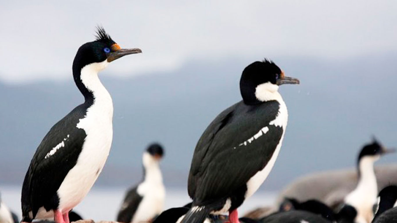Pájaros en Ushuaia