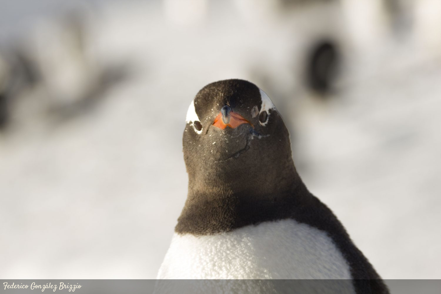 pingüino en ushuaia