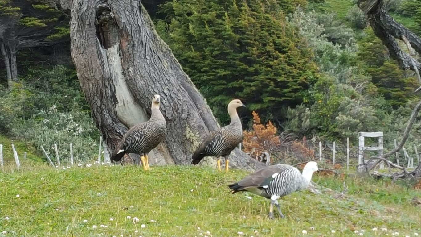 Avistaje de pájaros en Ushuaia
