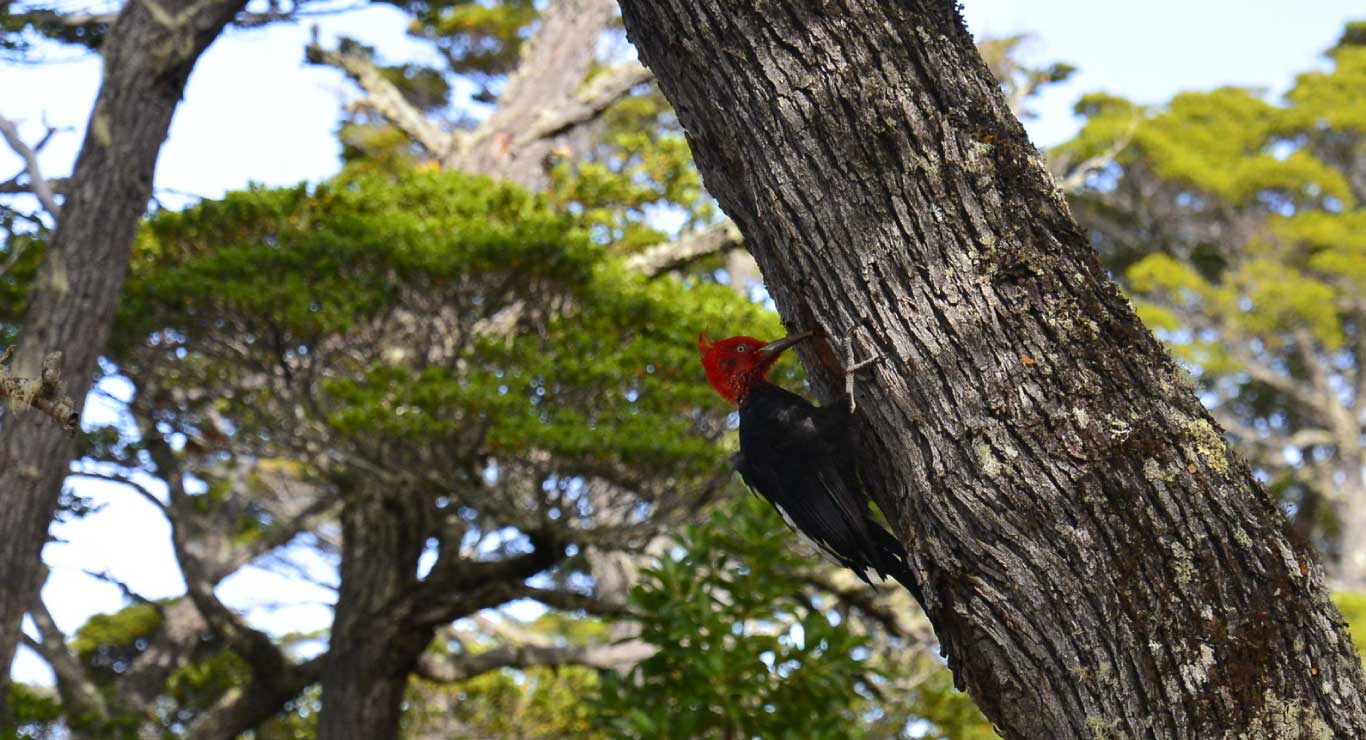 Pájaro carpintero en Ushuaia